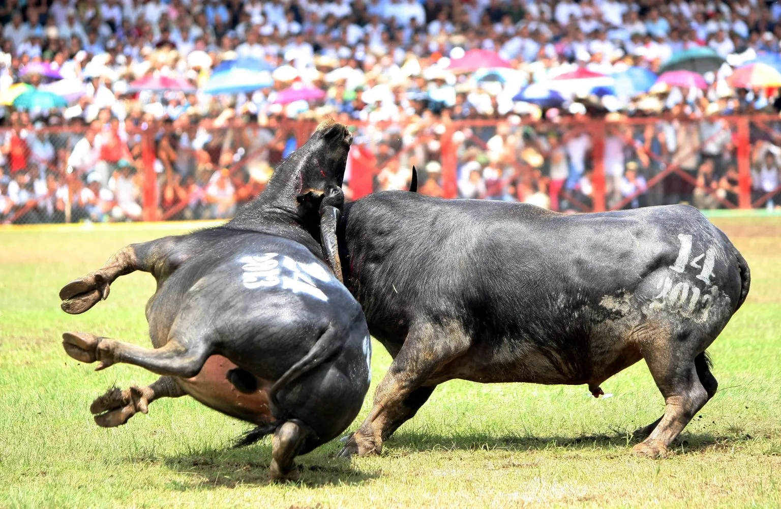 Khám phá nét văn hóa độc đáo trong lễ hội chọi trâu Đồ Sơn