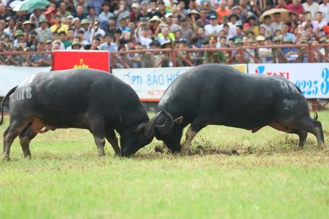 Khám phá nét văn hóa độc đáo trong lễ hội chọi trâu Đồ Sơn