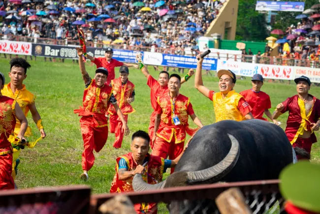 Khám phá nét văn hóa độc đáo trong lễ hội chọi trâu Đồ Sơn