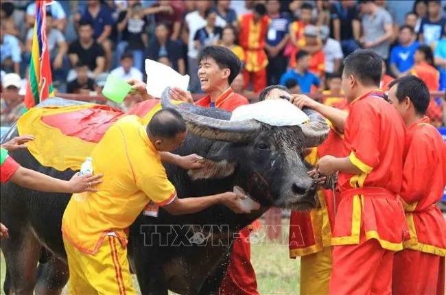 Khám phá nét văn hóa độc đáo trong lễ hội chọi trâu Đồ Sơn