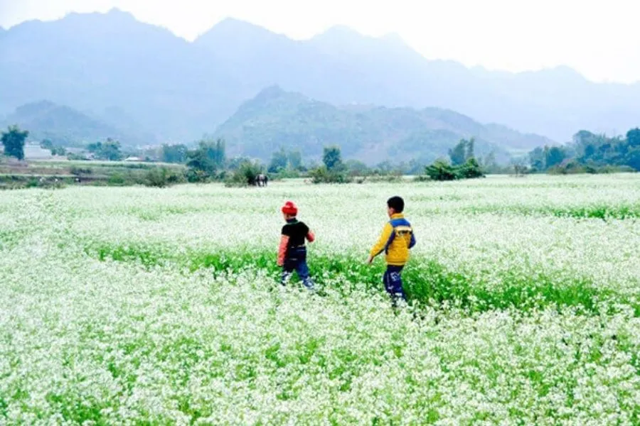 Kinh nghiệm đi du lịch Mộc Châu Sơn La từ A-Z