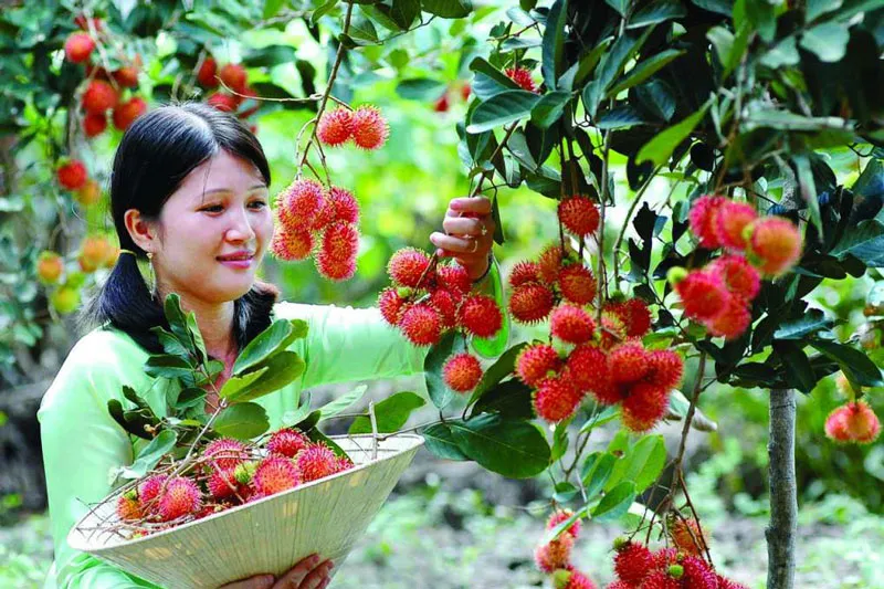 Kinh nghiệm du lịch Cần Thơ – Thông tin bỏ túi hữu ích