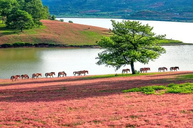 Kinh Nghiệm Du Lịch Đà Lạt bằng máy bay