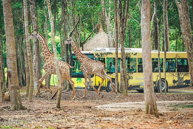 Kinh nghiệm du lịch Safari Phú Quốc – Thế giới động vật Safari Phú Quốc muôn màu