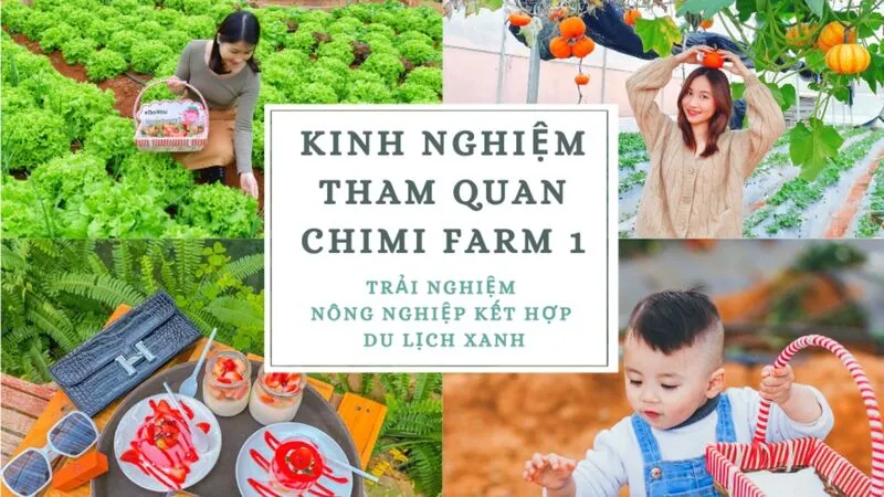 Kinh Nghiệm Hái Dâu Tại Vườn Dâu Tây Mộc Châu