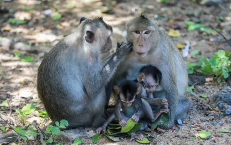 Kinh nghiệm khám phá đảo khỉ Cần Giờ mới nhất