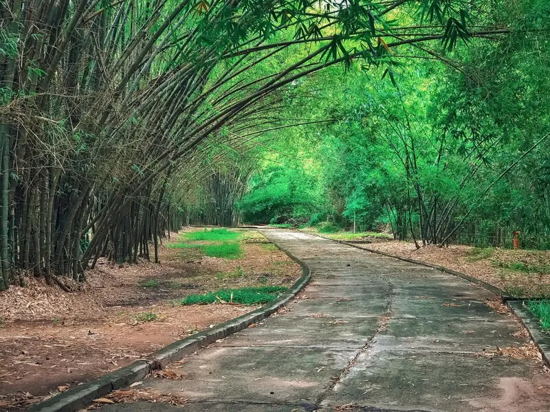 Làng tre Phú An – Tìm về cội nguồn các loài tre