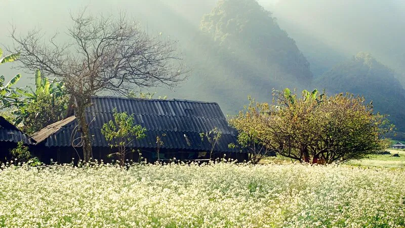 Mộc Châu – “Đà Lạt” của Tây Bắc