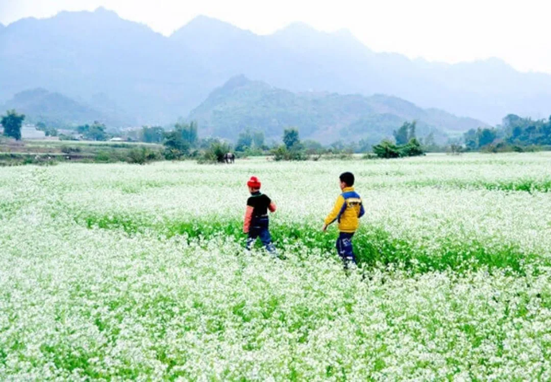 Mộc Châu mùa nào đẹp nhất trong 4 mùa bạn đã biết chưa?