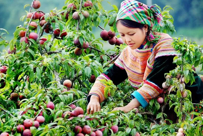 Mộc Châu tháng 11 – Ngắm mùa hoa nở rộ ở cao nguyên