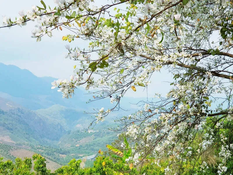 Mộc Châu Tháng 3 – Nét Đẹp Tinh Khiết Của Hoa Mận Và Sắc Xuân