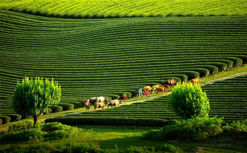 Mộc Châu Tháng 5 – Mùa Mận Chín Hồng Trên Cao Nguyên