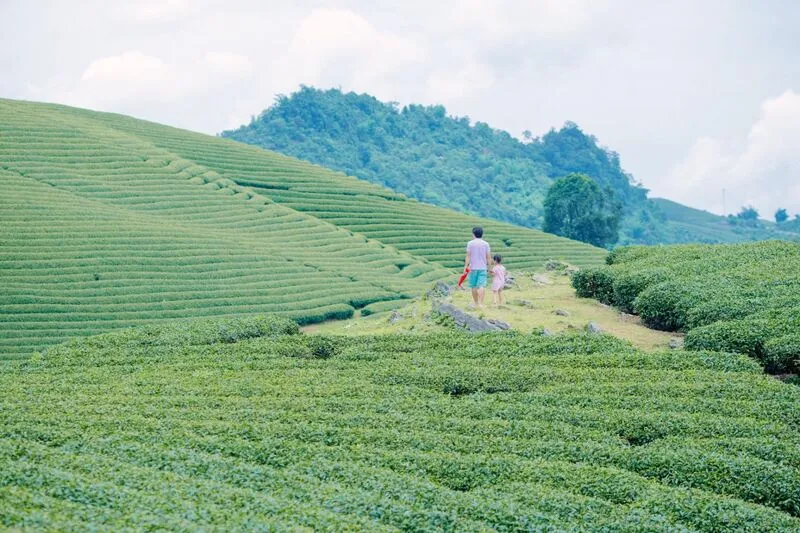 Mộc Châu Tháng 5 – Mùa Mận Chín Hồng Trên Cao Nguyên