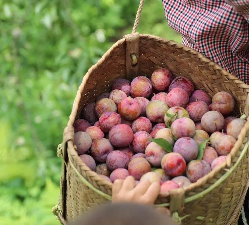 Mộc Châu Tháng 5 – Mùa Mận Chín Hồng Trên Cao Nguyên