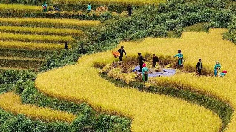 Mùa lúa chín Hà Giang – Khám phá mùa lúa đẹp nhất trong năm