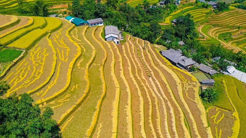 Mùa lúa chín Hà Giang – Khám phá mùa lúa đẹp nhất trong năm