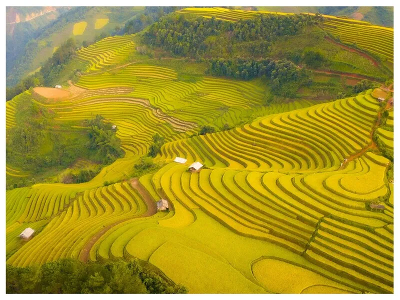 Mùa lúa chín Hà Giang – Khám phá mùa lúa đẹp nhất trong năm