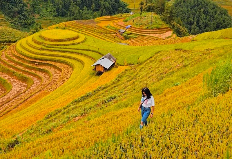 Mùa lúa chín Hà Giang – Khám phá mùa lúa đẹp nhất trong năm