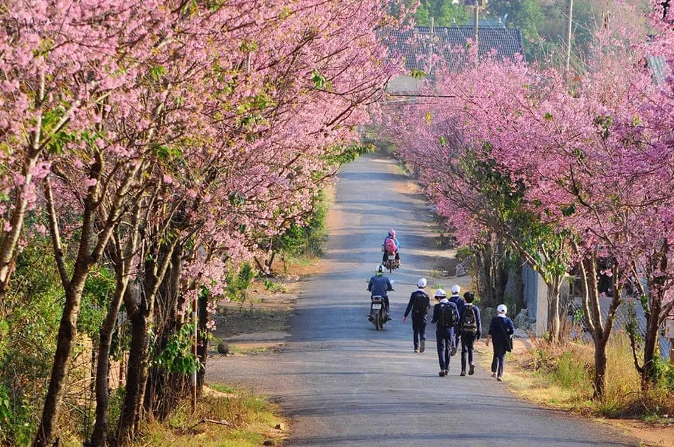 “Phát sốt” với sắc Hoa mai anh đào Đà Lạt nở rộ