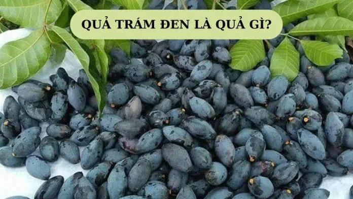 Quả trám đen là gì? 10 món ngon từ trám đen, ngâm tương, kho thịt ngon “bá cháy”