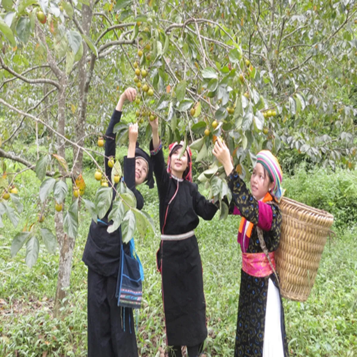 Quản Bạ Hà Giang – “Đà Lạt” phía Bắc của Việt Nam