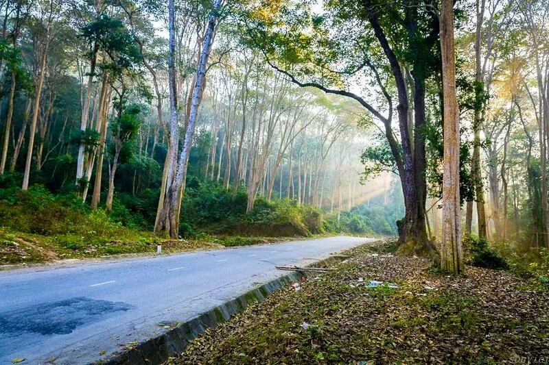 Rừng Săng Lẻ Nghệ An – Vẻ đẹp hút hồn khiến bao du khách yêu mến