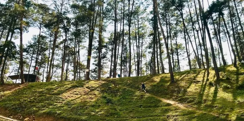 Rừng thông Yên Minh – “Đà Lạt” của cao nguyên đá Hà Giang