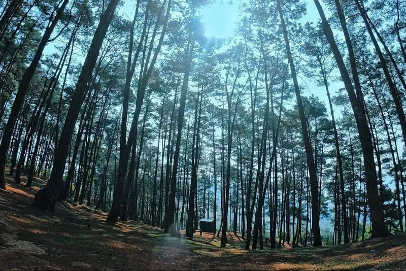 Rừng thông Yên Minh – “Đà Lạt” của cao nguyên đá Hà Giang