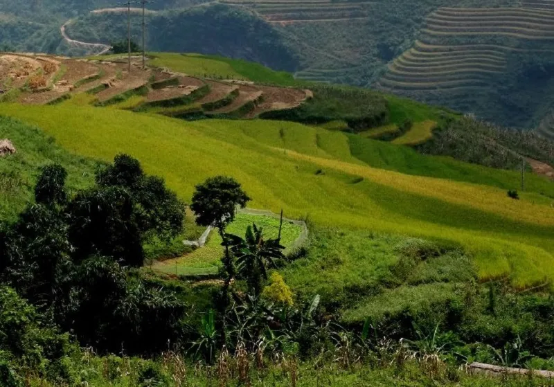 Rừng thông Yên Minh – “Đà Lạt” của cao nguyên đá Hà Giang