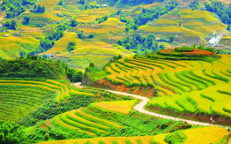 Ruộng bậc thang ở Sapa – Vẻ đẹp kỳ vĩ nơi núi rừng