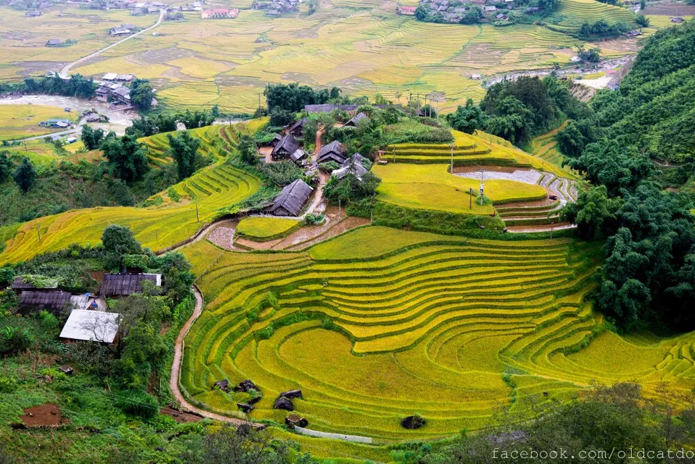 Ruộng bậc thang ở Sapa – Vẻ đẹp kỳ vĩ nơi núi rừng