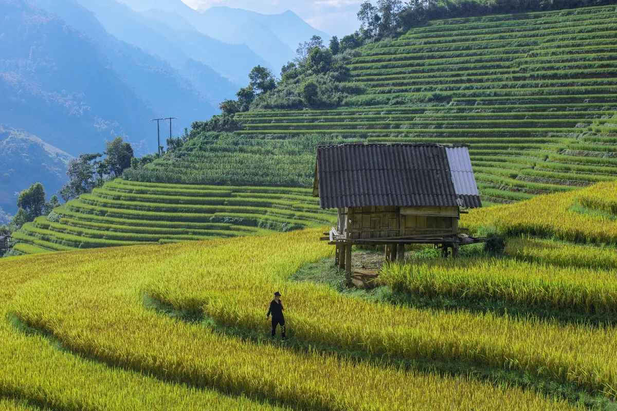 Ruộng bậc thang ở Sapa – Vẻ đẹp kỳ vĩ nơi núi rừng