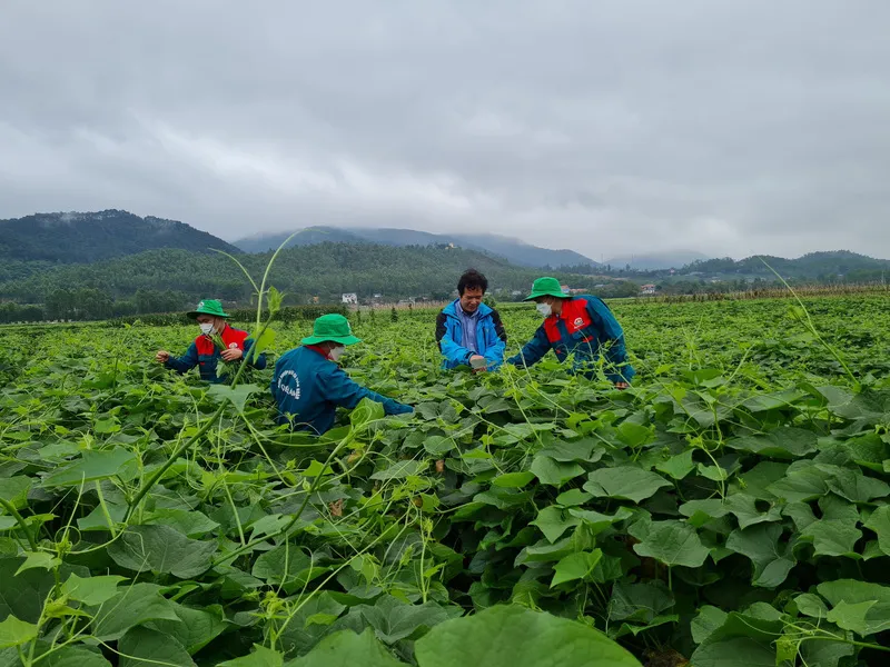 Tam Đảo tháng 4  – Mùa Hè Tại Thị Trấn Mù Sương