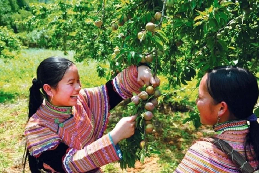 Tháng 5 Bạn Đã Có Hẹn Cùng Ai Đi Hái Mận Mộc Châu Chưa?