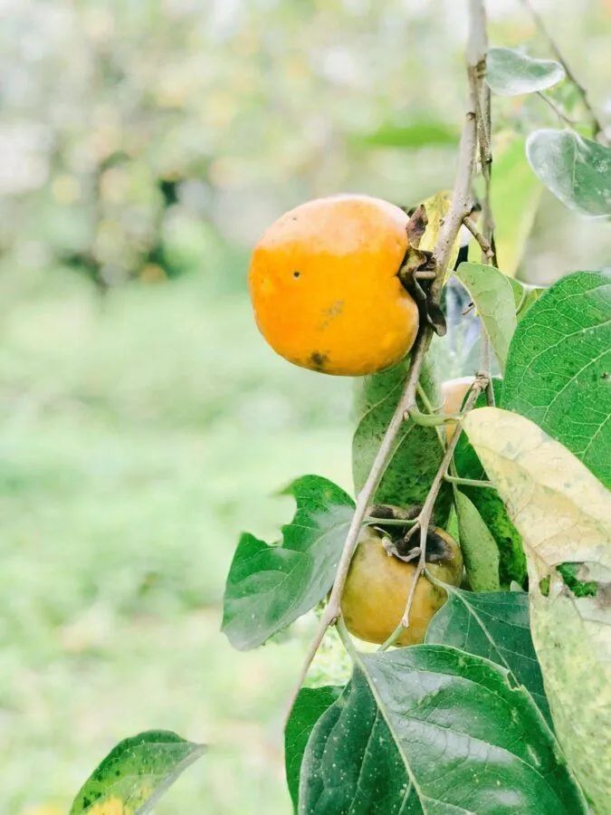 Tháng 9, bạn có hẹn với mùa hồng Đà Lạt