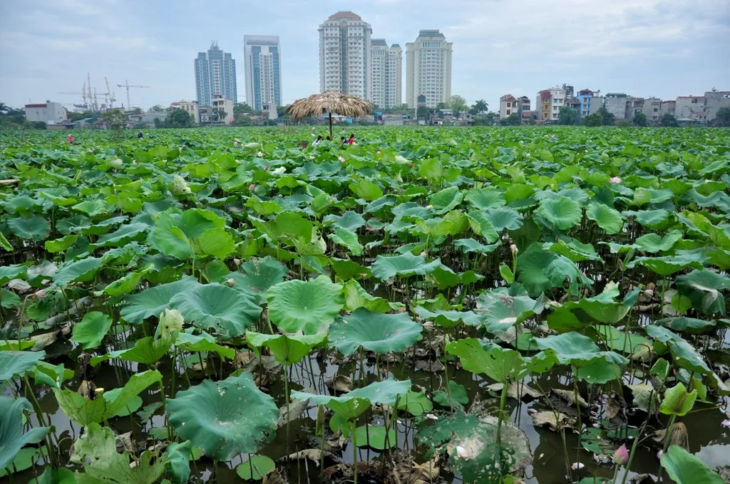 Thời tiết Hà Nội mùa nào đẹp nhất để du lịch và khám phá?