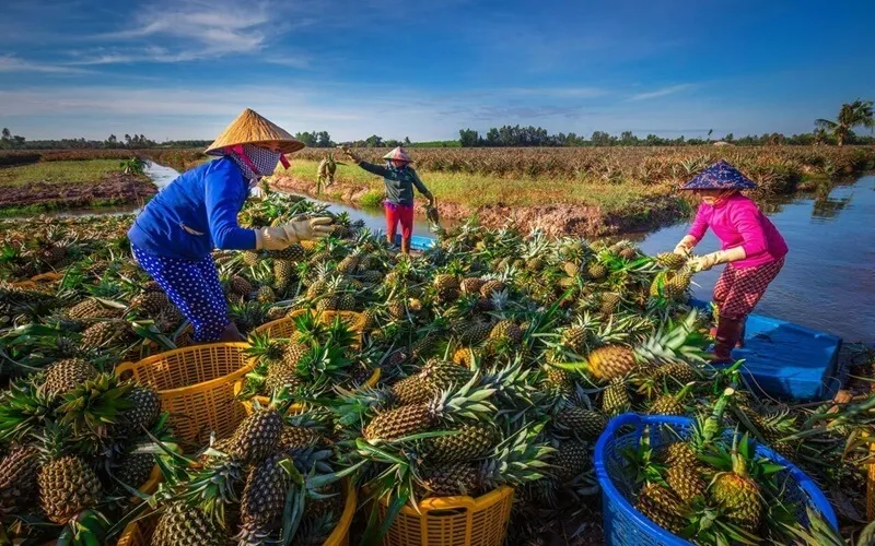 Thời Tiết Hậu Giang Có Gì Nổi Bật? Du Lịch Hậu Giang Mùa Nào Đẹp Nhất?