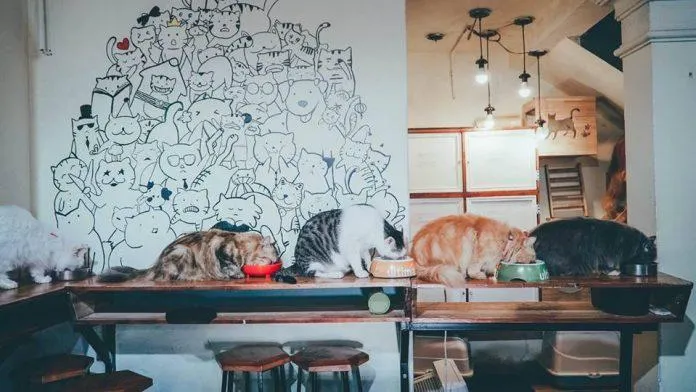 Top 14 quán cafe mèo Hà Nội xinh yêu hết nấc, thiên đường của hội “con sen” Hà thành