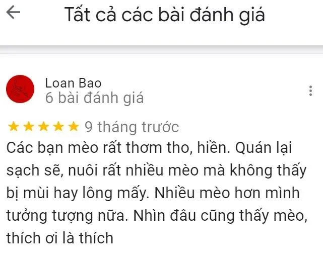 Top 14 quán cafe mèo Hà Nội xinh yêu hết nấc, thiên đường của hội “con sen” Hà thành