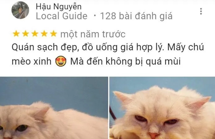 Top 14 quán cafe mèo Hà Nội xinh yêu hết nấc, thiên đường của hội “con sen” Hà thành