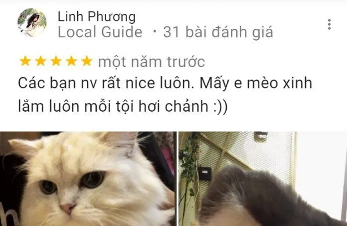 Top 14 quán cafe mèo Hà Nội xinh yêu hết nấc, thiên đường của hội “con sen” Hà thành