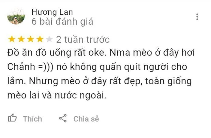 Top 14 quán cafe mèo Hà Nội xinh yêu hết nấc, thiên đường của hội “con sen” Hà thành