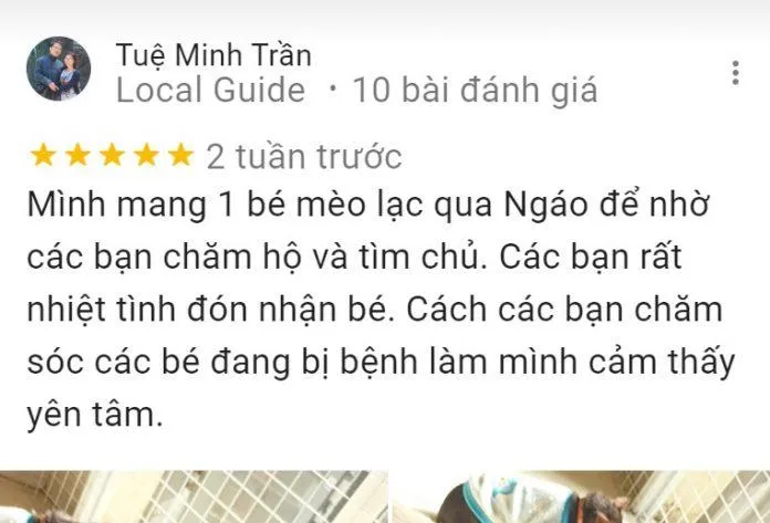 Top 14 quán cafe mèo Hà Nội xinh yêu hết nấc, thiên đường của hội “con sen” Hà thành