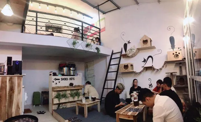 Top 14 quán cafe mèo Hà Nội xinh yêu hết nấc, thiên đường của hội “con sen” Hà thành