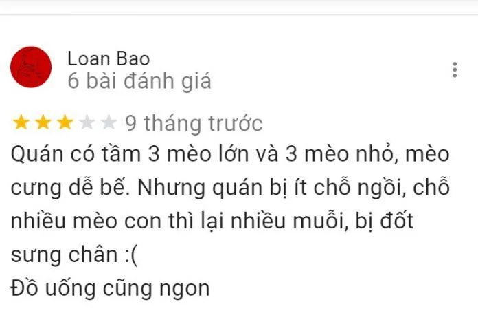 Top 14 quán cafe mèo Hà Nội xinh yêu hết nấc, thiên đường của hội “con sen” Hà thành