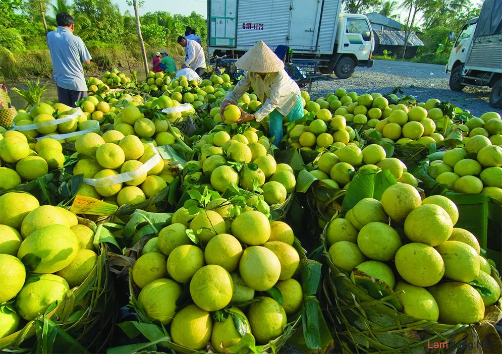 Top 15 Đặc Sản Hậu Giang Bạn Không Thể Bỏ Lỡ Nhất