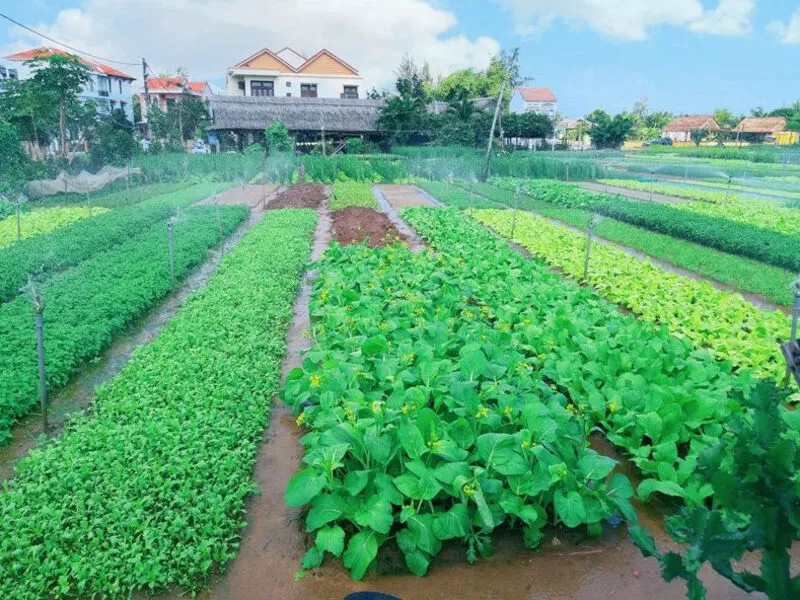 Trải Nghiệm Làm Người Nông Dân Tại Làng Rau Trà Quế Hội An