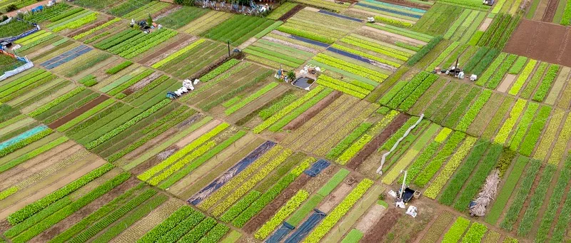 Trải Nghiệm Làm Người Nông Dân Tại Làng Rau Trà Quế Hội An