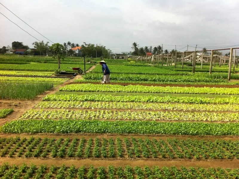 Trải Nghiệm Làm Người Nông Dân Tại Làng Rau Trà Quế Hội An