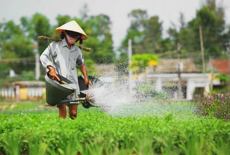 Trải Nghiệm Làm Người Nông Dân Tại Làng Rau Trà Quế Hội An